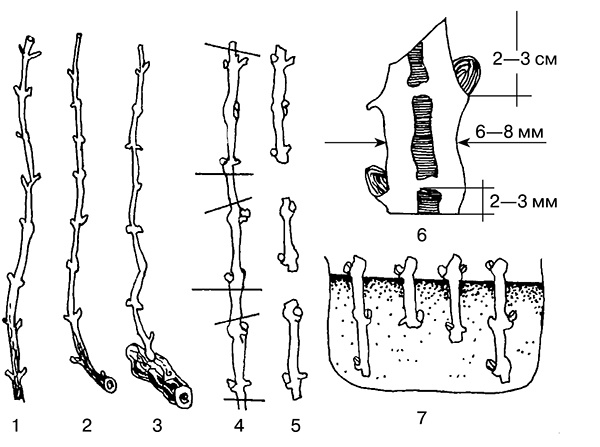 Иллюстрация к книге — Виноград на вашей даче. Растет не только на юге! [i_029.jpg]