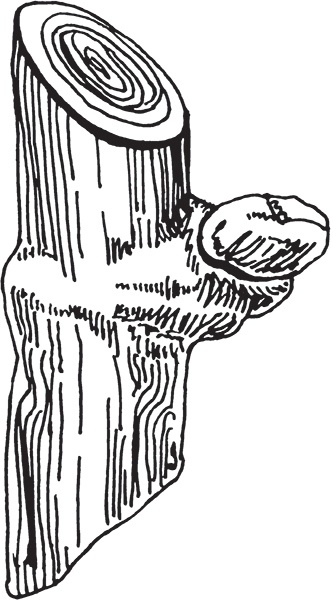 Иллюстрация к книге — Виноград на вашей даче. Растет не только на юге! [i_031.jpg]