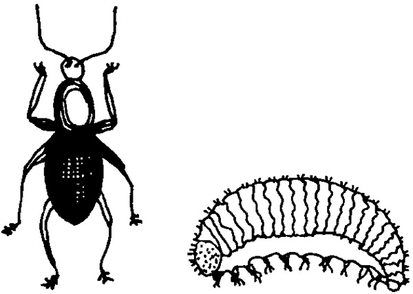 Иллюстрация к книге — Виноград на вашей даче. Растет не только на юге! [i_037.jpg]