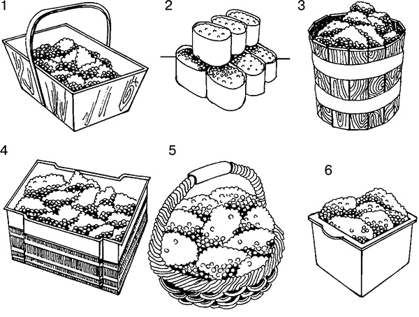 Иллюстрация к книге — Виноград на вашей даче. Растет не только на юге! [i_043.jpg]