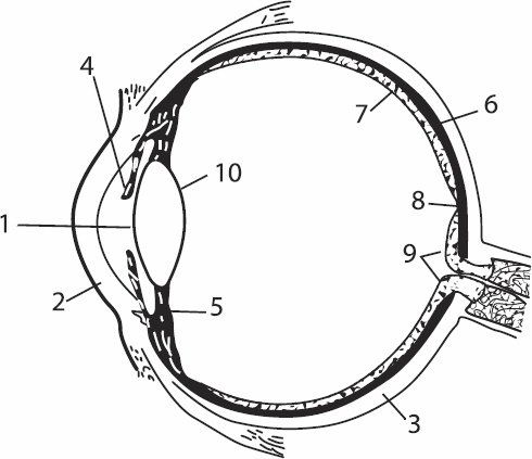 Иллюстрация к книге — Без очков. Восстановление зрения без лекарств [_01.jpg]