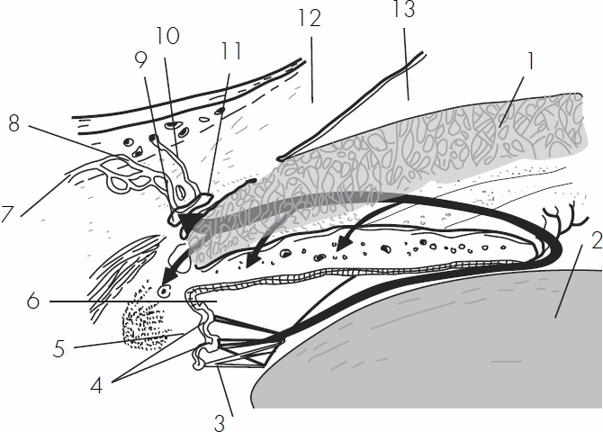 Иллюстрация к книге — Без очков. Восстановление зрения без лекарств [_10.jpg]