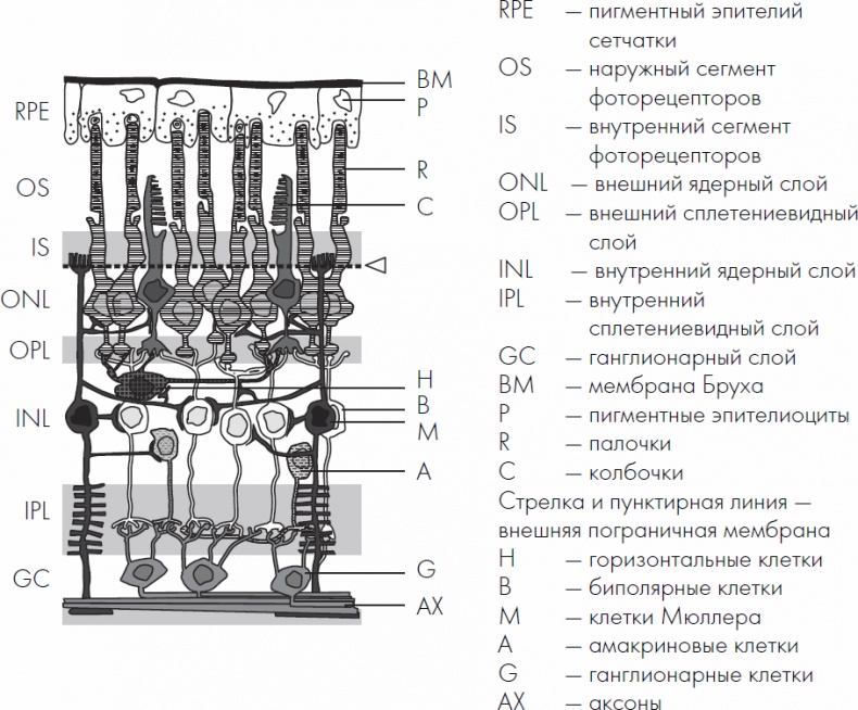Иллюстрация к книге — Без очков. Восстановление зрения без лекарств [_20.jpg]