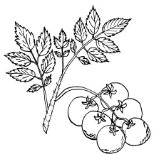 Иллюстрация к книге — Ленивые помидоры. Как вырастить без труда? 50 шагов к успеху [i_001.jpg]