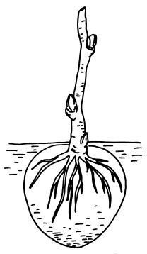 Иллюстрация к книге — Богатый сад. Шпаргалка разумного дачника. 100 экспресс-советов [i_002.jpg]