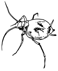 Иллюстрация к книге — Богатый сад. Шпаргалка разумного дачника. 100 экспресс-советов [i_007.jpg]