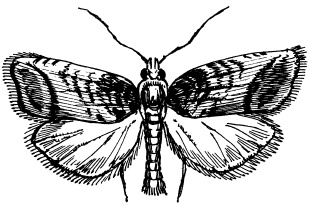 Иллюстрация к книге — Богатый сад. Шпаргалка разумного дачника. 100 экспресс-советов [i_009.jpg]