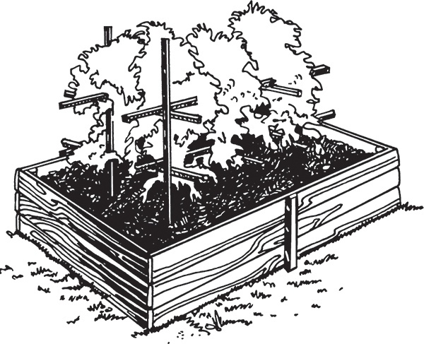 Иллюстрация к книге — Высокие грядки своими руками. Три урожая за сезон [i_013.jpg]