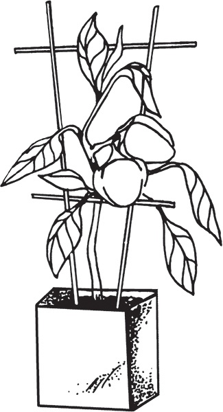 Иллюстрация к книге — Высокие грядки своими руками. Три урожая за сезон [i_014.jpg]