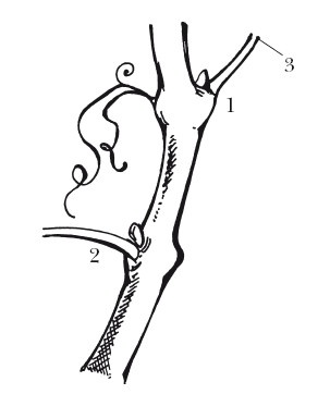 Иллюстрация к книге — Виноград. Секреты чудо-урожая [i_003.jpg]