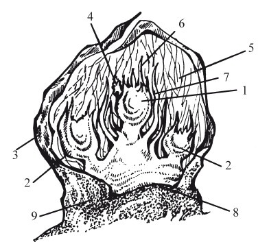 Иллюстрация к книге — Виноград. Секреты чудо-урожая [i_005.jpg]