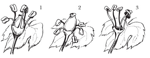 Иллюстрация к книге — Виноград. Секреты чудо-урожая [i_007.jpg]