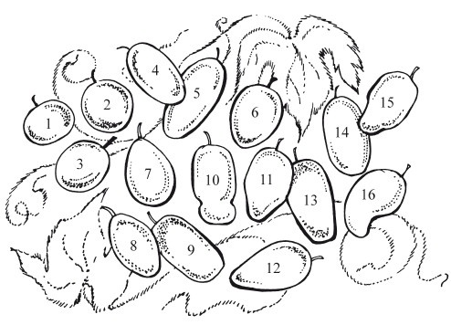 Иллюстрация к книге — Виноград. Секреты чудо-урожая [i_009.jpg]