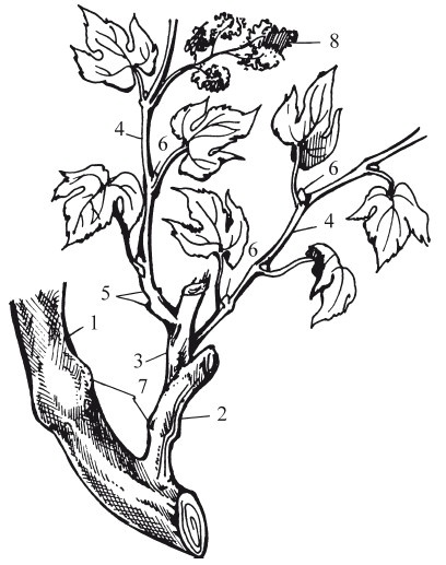 Иллюстрация к книге — Виноград. Секреты чудо-урожая [i_012.jpg]