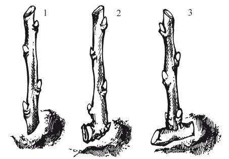Иллюстрация к книге — Виноград. Секреты чудо-урожая [i_014.jpg]