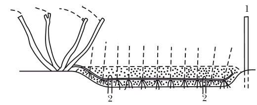 Иллюстрация к книге — Виноград. Секреты чудо-урожая [i_015.jpg]