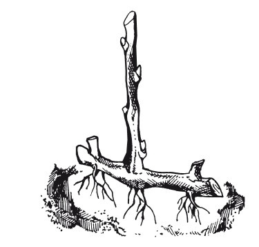 Иллюстрация к книге — Виноград. Секреты чудо-урожая [i_016.jpg]