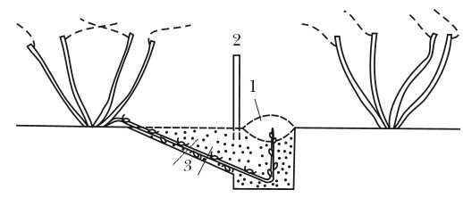 Иллюстрация к книге — Виноград. Секреты чудо-урожая [i_017.jpg]