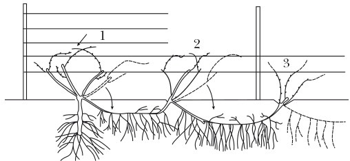 Иллюстрация к книге — Виноград. Секреты чудо-урожая [i_018.jpg]