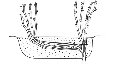 Иллюстрация к книге — Виноград. Секреты чудо-урожая [i_020.jpg]