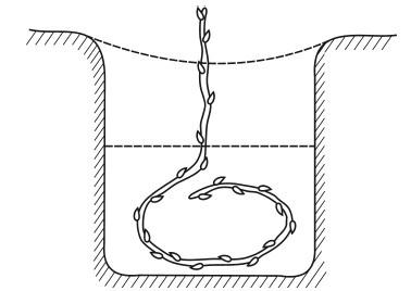 Иллюстрация к книге — Виноград. Секреты чудо-урожая [i_022.jpg]
