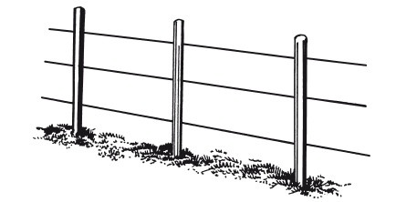 Иллюстрация к книге — Виноград. Секреты чудо-урожая [i_023.jpg]