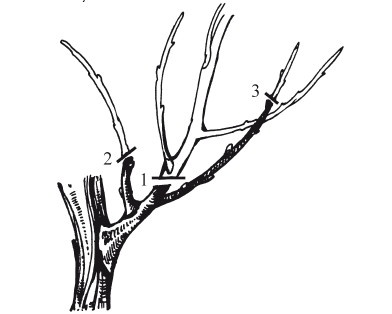 Иллюстрация к книге — Виноград. Секреты чудо-урожая [i_028.jpg]