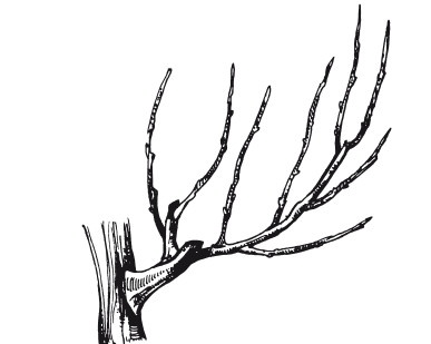 Иллюстрация к книге — Виноград. Секреты чудо-урожая [i_029.jpg]