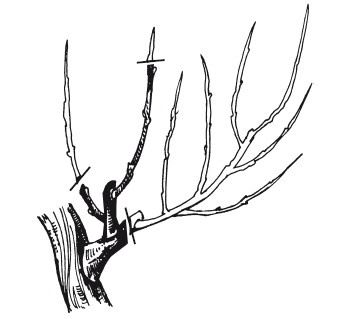 Иллюстрация к книге — Виноград. Секреты чудо-урожая [i_030.jpg]