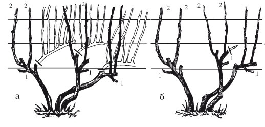 Иллюстрация к книге — Виноград. Секреты чудо-урожая [i_031.jpg]