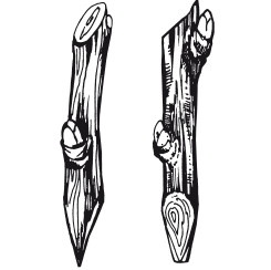 Иллюстрация к книге — Виноград. Секреты чудо-урожая [i_034.jpg]