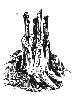 Иллюстрация к книге — Виноград. Секреты чудо-урожая [i_036.jpg]