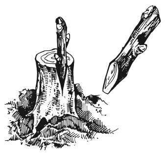 Иллюстрация к книге — Виноград. Секреты чудо-урожая [i_037.jpg]