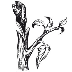 Иллюстрация к книге — Виноград. Секреты чудо-урожая [i_038.jpg]