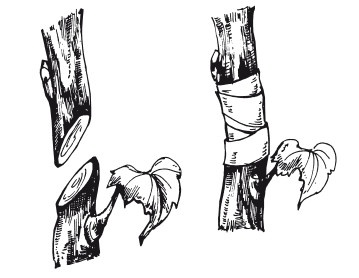 Иллюстрация к книге — Виноград. Секреты чудо-урожая [i_040.jpg]