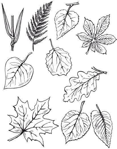 Иллюстрация к книге — Мозаика из крупы и семян [i_014.jpg]