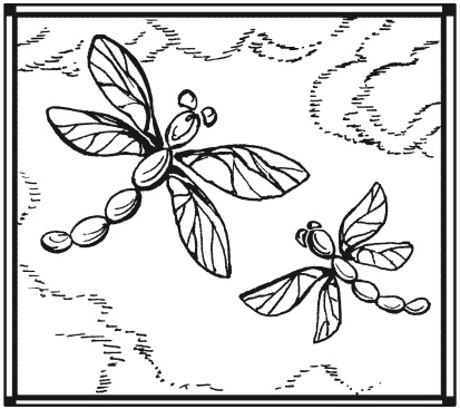 Иллюстрация к книге — Мозаика из крупы и семян [i_027.jpg]