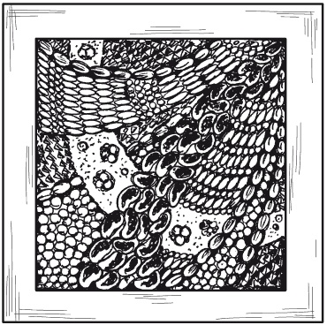 Иллюстрация к книге — Мозаика из крупы и семян [i_070.jpg]