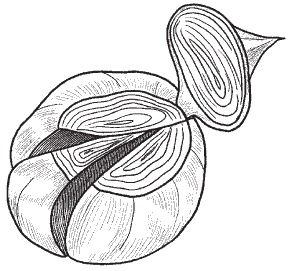 Иллюстрация к книге — Всё о семенах овощных культур [i_022.jpg]