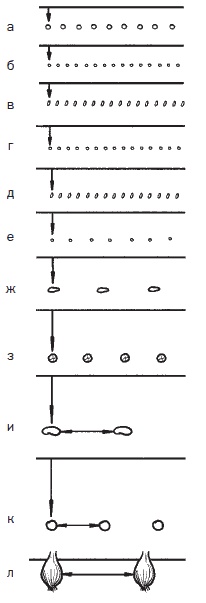 Иллюстрация к книге — Всё о семенах овощных культур [i_023.jpg]