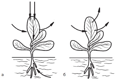 Иллюстрация к книге — Всё о семенах овощных культур [i_024.jpg]