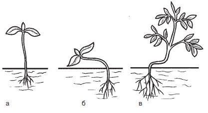 Иллюстрация к книге — Всё о семенах овощных культур [i_027.jpg]
