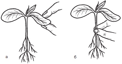 Иллюстрация к книге — Всё о семенах овощных культур [i_037.jpg]