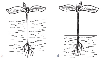 Иллюстрация к книге — Всё о семенах овощных культур [i_038.jpg]