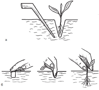 Иллюстрация к книге — Всё о семенах овощных культур [i_039.jpg]
