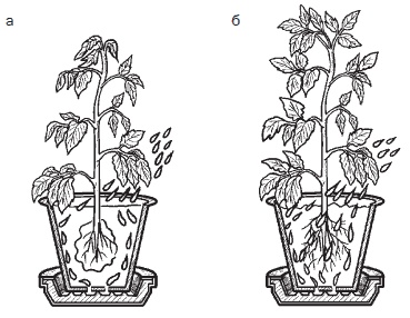 Иллюстрация к книге — Всё о семенах овощных культур [i_051.jpg]