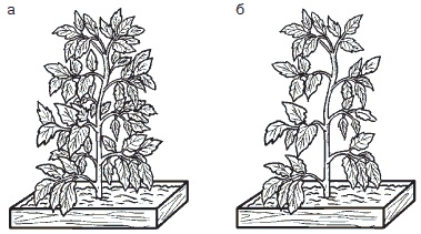 Иллюстрация к книге — Всё о семенах овощных культур [i_054.jpg]