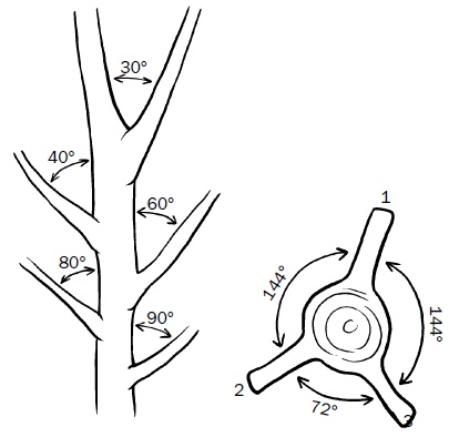 Иллюстрация к книге — Прививка плодовых деревьев: распространенные ошибки и секреты успешной прививки [i_003.jpg]