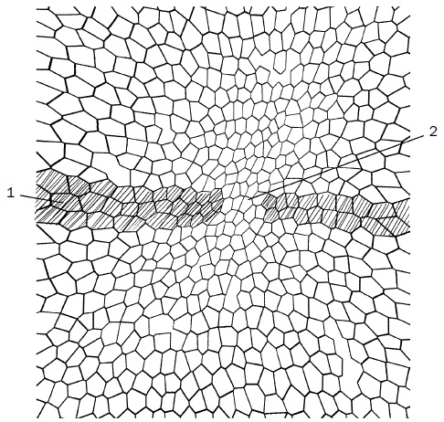 Иллюстрация к книге — Прививка плодовых деревьев: распространенные ошибки и секреты успешной прививки [i_006.jpg]