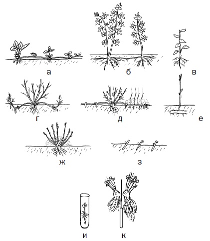 Иллюстрация к книге — Прививка плодовых деревьев: распространенные ошибки и секреты успешной прививки [i_012.jpg]